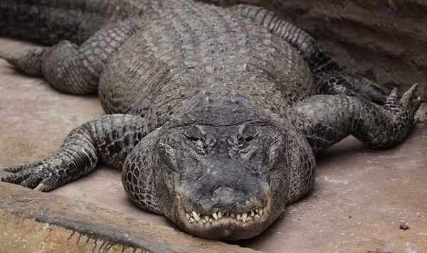 Khác với những họ hàng không nuôi nhốt, con cá sấu "cưng" của Hitler trải qua cuộc đời đầy ắp sự kiện đáng nhớ.