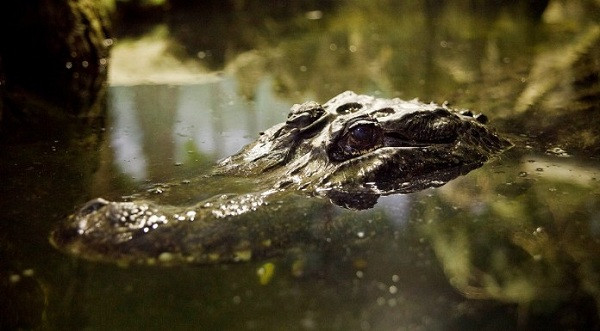 Những nhân viên tại vườn thú Moscow chăm sóc và nuôi chiều con cá sấu này hết mực.