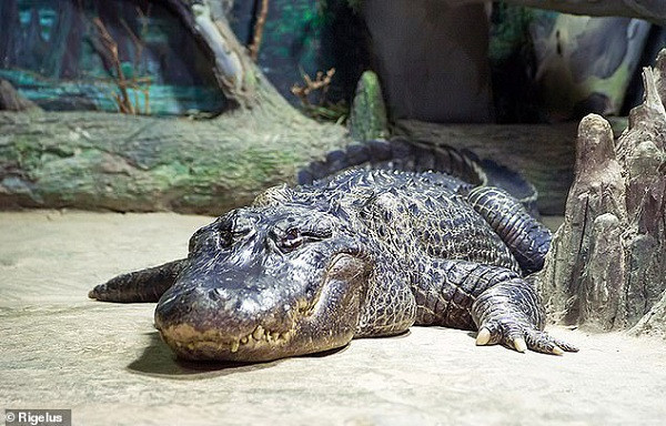 Saturn (Thổ tinh) sinh ra vào khoảng năm 1936 tại Mỹ. Sau đó được gửi tặng cho vườn thú Berlin ở Đức, nơi Hitler thường xuyên ghé thăm.