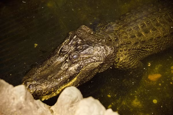 "Đối với chúng tôi, cá sấu Saturn đã từng sống sót qua Thế chiến II, đại diện cho cả một kỷ nguyên. Chúng tôi rất vui khi có cơ hội nhìn vào mắt nó và ở cạnh nó. Nó đã biết hầu hết chúng tôi từ khi còn nhỏ. Chúng tôi hy vọng cuộc sống ở sở thú suốt hàng chục năm đã không làm nó thất vọng", đại diện vườn thú chia sẻ.