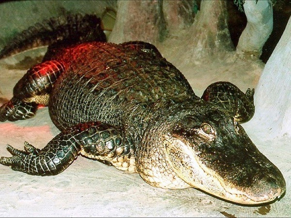 Họ cho biết, Saturn vốn có tính kén chọn thức ăn, nó chỉ tin tưởng những nhân viên mà nó cho rằng "đáng tin cậy", và thích được massage cơ thể bằng bàn chải lớn.