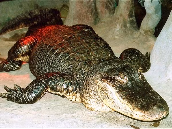 Họ cho biết, Saturn vốn có tính kén chọn thức ăn, nó chỉ tin tưởng những nhân viên mà nó cho rằng "đáng tin cậy", và thích được massage cơ thể bằng bàn chải lớn.