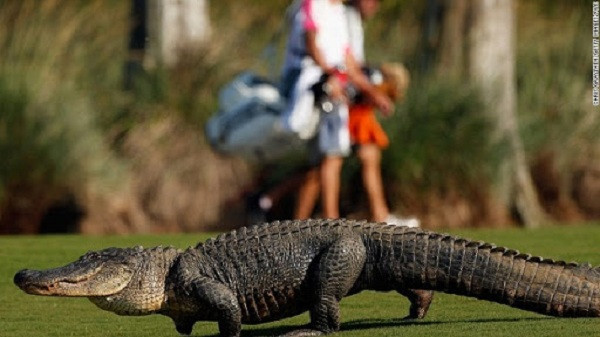 Bên cạnh đó, rủi ro lớn nhất mà những người làm nghề lặn nhặt bóng golf gặp phải là các tình huống gặp phải cá dữ hay động vật bò sát. Bị rùa, rắn, và thậm chí cá sấu tấn công là chuyện không phải hiếm gặp.