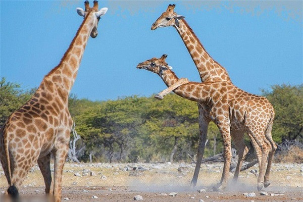 Trong khi hai anh chàng này liên tục kèn cựa nhau thì những con hươu khác chỉ lặng lẽ uống nước và đứng nhìn. Anja đã chụp khoảng 50 bức ảnh trong thời gian xem các con vật cao lớn chiến đấu.