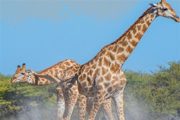 Chiêu trò hạ đối thủ này có vẻ không hiệu quả cho lắm, nhưng tạo hiệu ứng thị giác khá hài hước. Bụi cát bắt đầu tung lên và màn đấu võ của hai con hươu cao cổ càng trở nên gay cấn.