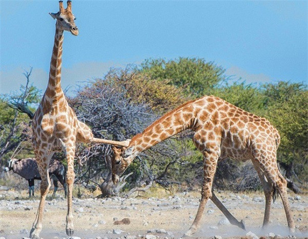 Những chú hươu cao cổ cao tới 5,4m. Trong những trận đánh nhau như thế này, chúng thường dùng đầu để chọi hoặc làm cho đôi chân mảnh khảnh của đối phương mất thăng bằng.