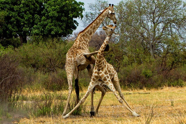 Chúng đấu võ để tranh giành bạn tình, thức ăn,...