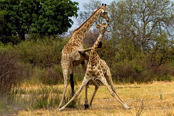 Chúng đấu võ để tranh giành bạn tình, thức ăn,...