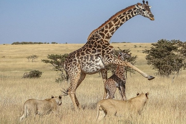 Và đôi khi ra đòn để chiến đấu với sư tử, bảo vệ con non.