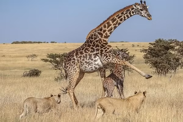 Và đôi khi ra đòn để chiến đấu với sư tử, bảo vệ con non.