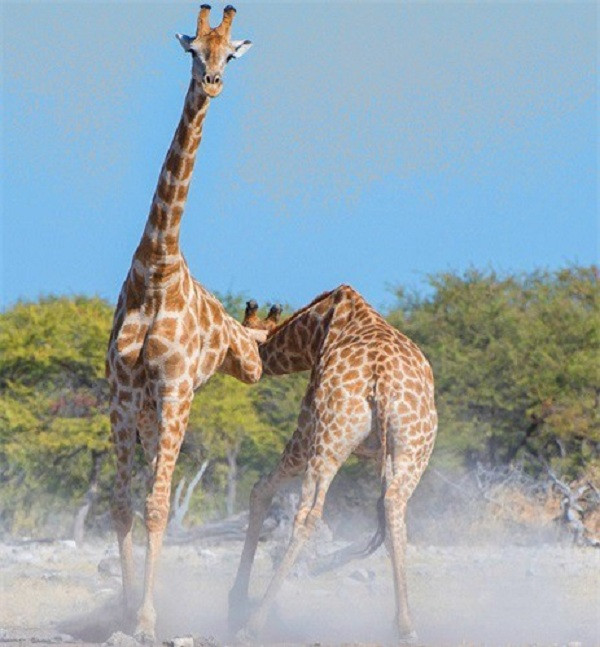 Một chiêu thức "độc" khác là cú đá hậu chí mạng, có khả năng hạ gục cả loài mạnh như sư tử.