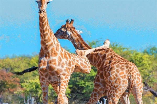 Sau màn đấu võ tàn khốc kéo dài khoảng nửa giờ, cuối cùng hai con hươu cao cổ cũng bình tĩnh rời đi. "Chứng kiến cảnh tượng này khá là thú vị." - nhiếp ảnh gia Anja cho hay.