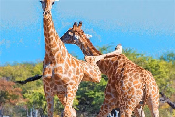 Sau màn đấu võ tàn khốc kéo dài khoảng nửa giờ, cuối cùng hai con hươu cao cổ cũng bình tĩnh rời đi. "Chứng kiến cảnh tượng này khá là thú vị." - nhiếp ảnh gia Anja cho hay.