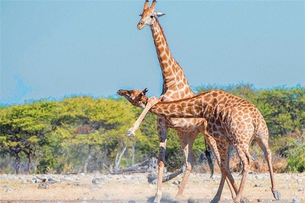 Một chú hươu cao cổ phô diễn sức mạnh bằng cách dùng chân đá mạnh lên cao qua đầu một chú hươu cao cổ khác. Và con còn lại cũng chẳng vừa khi vươn cái cổ dài, chúi xuống dưới chân làm đối phương mất thăng bằng.