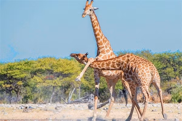 Một chú hươu cao cổ phô diễn sức mạnh bằng cách dùng chân đá mạnh lên cao qua đầu một chú hươu cao cổ khác. Và con còn lại cũng chẳng vừa khi vươn cái cổ dài, chúi xuống dưới chân làm đối phương mất thăng bằng.