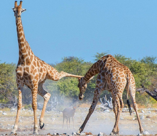 Nếu bạn luôn thắc mắc hươu cao cổ đánh nhau như thế nào, hãy theo dõi màn đấu võ tàn khốc giữa hai con hươu cao cổ ở xavan châu Phi. Những hình ảnh thú vị được ghi lại bởi nhiếp ảnh gia chuyên chụp động vật hoang dã Anja Denker.