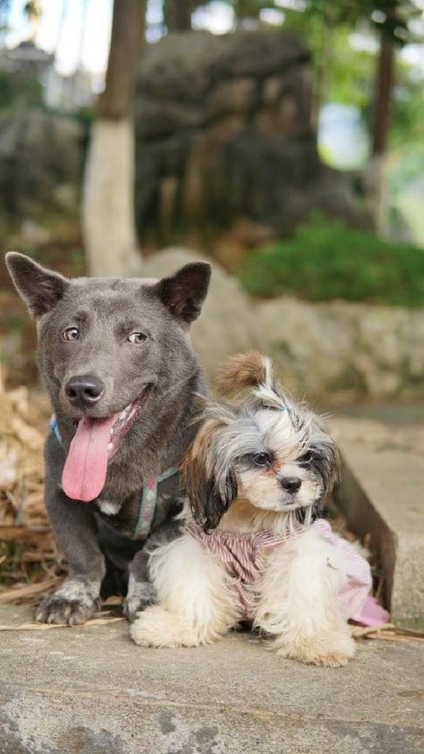 Loạt ảnh mới này của Dúi đã nhanh chóng nhận được nhiều chú ý từ phía cư dân mạng. Ngoài những lời khen về màn ''dậy thì thành công'' của Dúi, số khác lại không khỏi bất ngờ khi so sánh những hình ảnh của ''idol quốc dân'' hiện tại với mấy tháng trước.