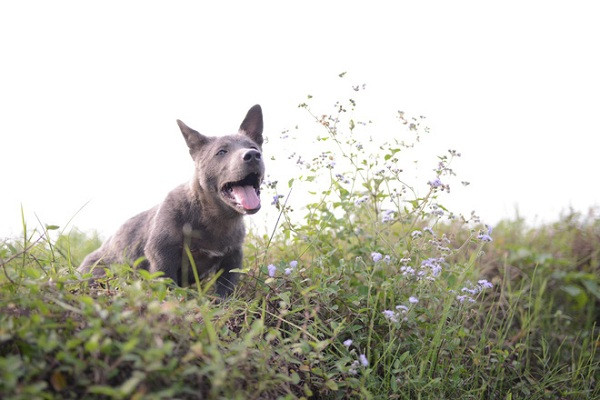 Tuy nhiên, nhiều người hâm mộ Dúi Idol nhận xét, dù vóc dáng có thay đổi ra sao thì đôi mắt lé, biểu cảm nhây nhây thích ''cà khịa'' vẫn không lẫn vào đâu được.