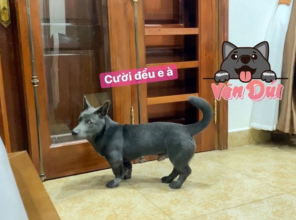 Mới thành lập ngày 20/2, tính đến thời điểm này, mỗi bài đăng của Dúi đã thu hút rất nhiều lượt yêu thích, bình luận và chia sẻ.