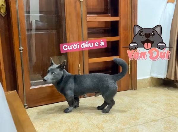 Mới thành lập ngày 20/2, tính đến thời điểm này, mỗi bài đăng của Dúi đã thu hút rất nhiều lượt yêu thích, bình luận và chia sẻ.