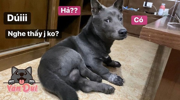 Tuy nhiên bất chấp Nguyễn Văn Dúi có thay đổi ra sao, dân mạng vẫn dành nhiều tình cảm cho idol thú cưng này và liên tục theo dõi những màn ''bị bóc phốt'' trên fanpage hơn 200 nghìn like.