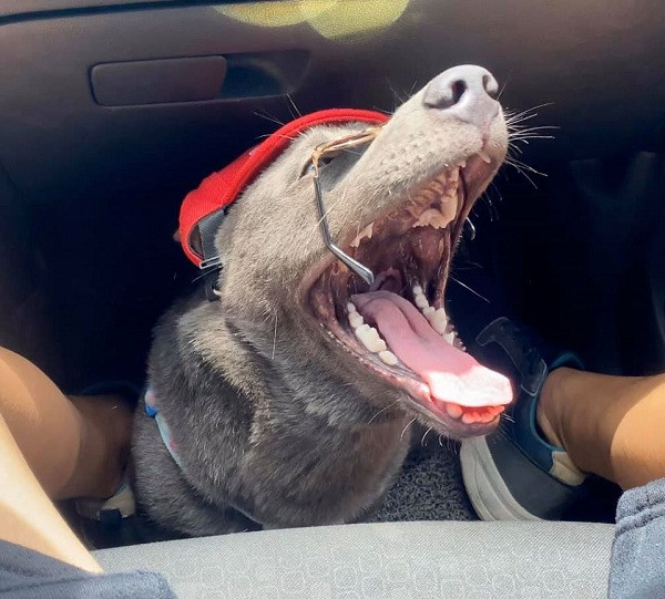 Trong khi, một số người khác thì bình luận Dúi đã ''bớt đẹp trai'' hơn ngày bé, vẻ mặt ''ngáo'' đặc trưng cũng đã không còn mà thay vào đó đã phá nét khá nhiều, giống với những chú chó bình thường xung quanh.