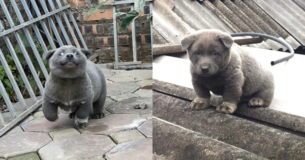 Loạt biểu cảm đáng yêu của Dúi Idol từng trở thành nguồn cảm hứng cho bộ sticker của Zalo.