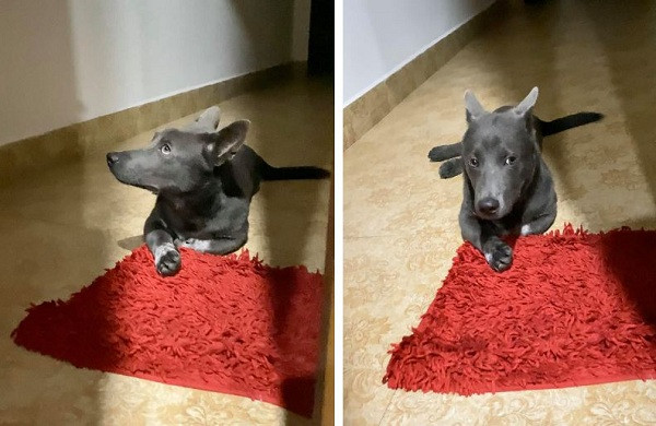 Đôi tai cụp nay đã vừa to vừa dựng đứng lên khá lạ lẫm, tỏ rõ sự trưởng thành.