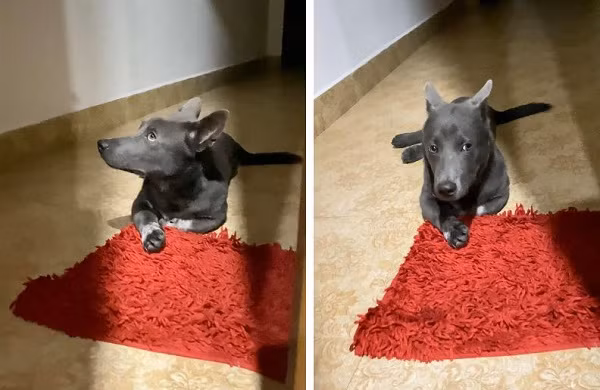 Đôi tai cụp nay đã vừa to vừa dựng đứng lên khá lạ lẫm, tỏ rõ sự trưởng thành.