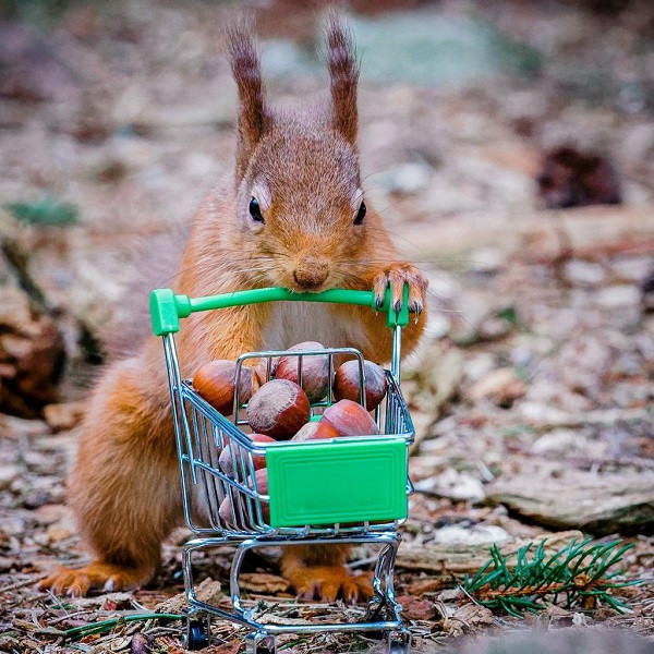  Bộ ảnh "sóc tích trữ đồ ăn và giấy vệ sinh" hiện rất được yêu thích và nhận được nhiều lượt chia sẻ trên mạng xã hội. Tuy nhiên, Wang vẫn chưa thực sự hài lòng với thành quả của mình và cho biết sẽ sớm thực hiện bộ ảnh đạt hiệu ứng "giành giật mạnh mẽ" hơn nữa.