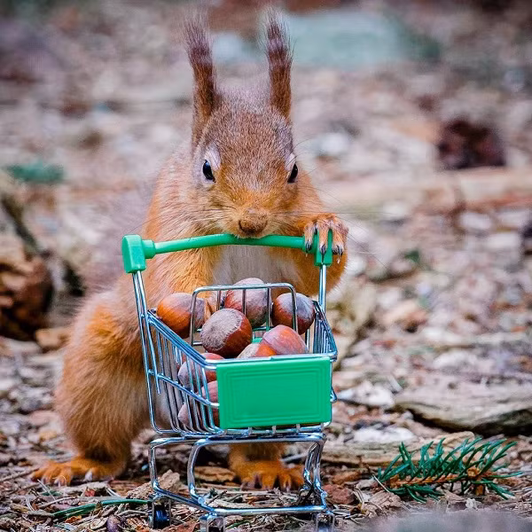  Bộ ảnh "sóc tích trữ đồ ăn và giấy vệ sinh" hiện rất được yêu thích và nhận được nhiều lượt chia sẻ trên mạng xã hội. Tuy nhiên, Wang vẫn chưa thực sự hài lòng với thành quả của mình và cho biết sẽ sớm thực hiện bộ ảnh đạt hiệu ứng "giành giật mạnh mẽ" hơn nữa.
