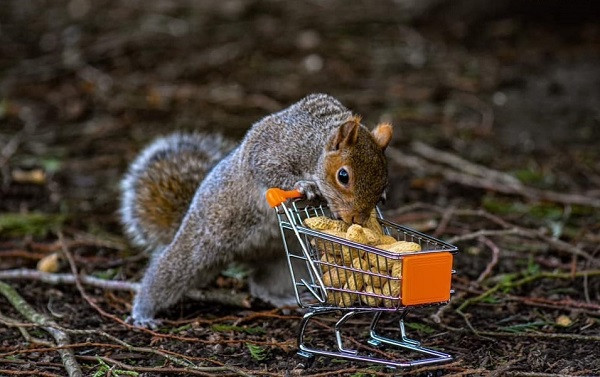 Bức ảnh chụp bởi chiếc Nikon d3500 của nhiếp ảnh gia Sonia Jane Smith, cho thấy chú sóc chăm chú đẩy chiếc xe chất đầy đậu phộng.