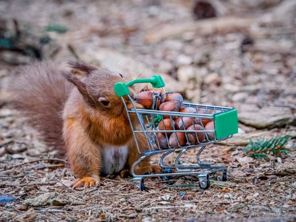Trong hình, chú sóc nhỏ đang tung tăng bên chiếc xe đẩy chất đầy hạt dẻ. Được biết, chỗ hạt này cũng được nhiếp ảnh gia mua sẵn, nặng khoảng 2kg.
