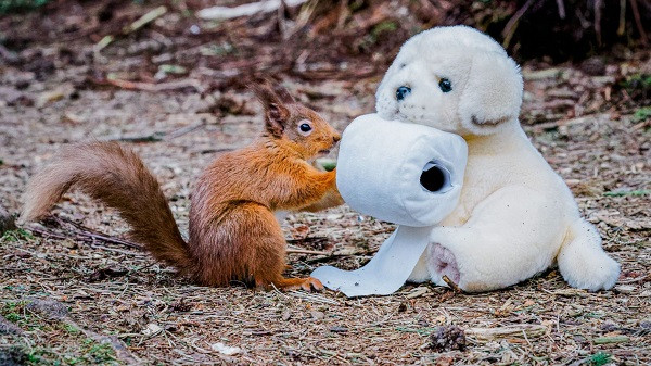 Không dừng lại ở đó, nhiếp ảnh gia trẻ còn "lừa" chú sóc tiến gần đến nơi đặt cuộn giấy vệ sinh.