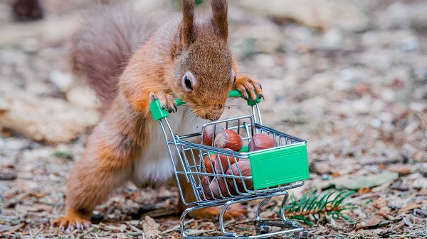 "Mẫu ảnh" cho bộ hình lần này là chú sóc vàng tại rừng Carnie Wood ở Westhill, Aberdeenshire, Anh. Đi kèm với đạo cụ được Wang chuẩn bị sẵn như xe đẩy mua trên eBay với giá 3 Bảng Anh.