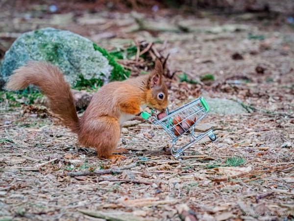 Anh đổ số hạt vào xe đẩy và đặt ở nơi con sóc thường hay lui tới. Jeffrey nấp cách đó 3m chờ con sóc xuất hiện tìm đến loại hạt yêu thích và ghi lại hình ảnh thú vị này.