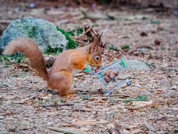 Anh đổ số hạt vào xe đẩy và đặt ở nơi con sóc thường hay lui tới. Jeffrey nấp cách đó 3m chờ con sóc xuất hiện tìm đến loại hạt yêu thích và ghi lại hình ảnh thú vị này.