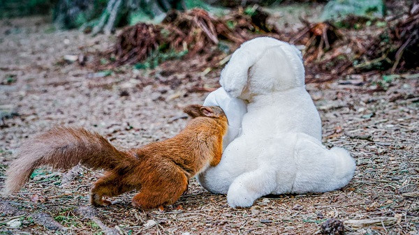 Anh muốn tạo nên bối cảnh loài sóc cũng chiến đấu mạnh mẽ, giành giật giấy vệ sinh và đồ dự trữ cho mùa dịch, giống như con người.