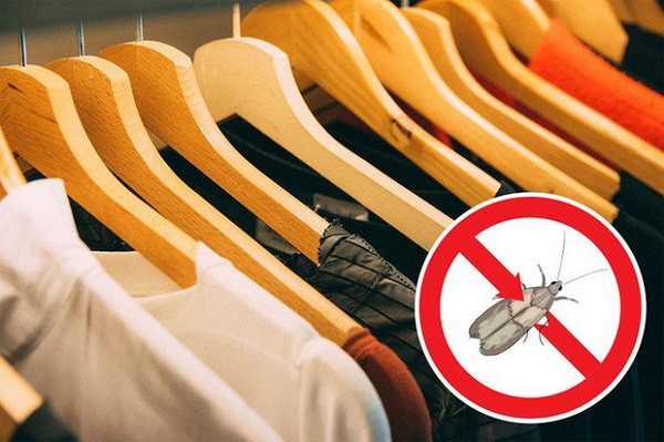 Móc treo quần áo đôi khi được làm bằng gỗ tuyết tùng. Ngoài đạt yếu tố thẩm mỹ cao hơn, chúng có thể giúp chống lại sâu bướm trong tủ quần áo hay hấp thụ độ ẩm không cần thiết và loại bỏ các mùi khó chịu.