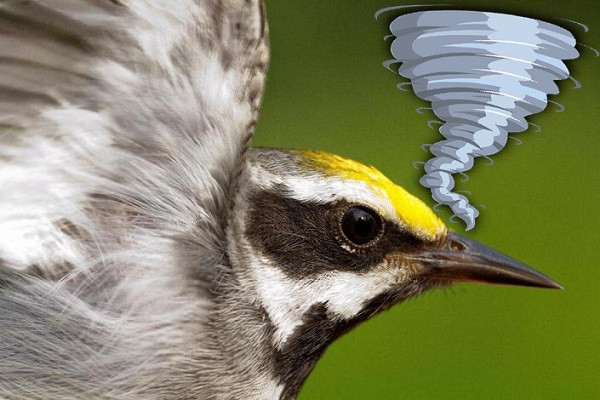 Ngoài việc dự đoán thiên tai, chim chích cánh vàng còn có thể cảnh báo cho chúng ta biết về các vấn đề sức khỏe sớm hơn nhiều trước khi chúng ta nhận biết được triệu chứng của bệnh.