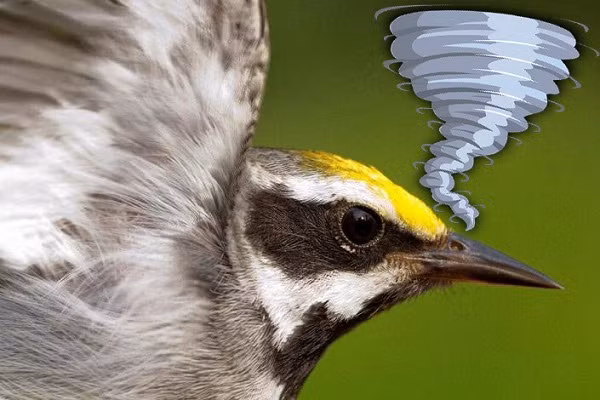 Ngoài việc dự đoán thiên tai, chim chích cánh vàng còn có thể cảnh báo cho chúng ta biết về các vấn đề sức khỏe sớm hơn nhiều trước khi chúng ta nhận biết được triệu chứng của bệnh.