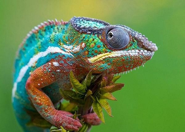 Tắc kè hoa là một trong hai loài được mệnh danh là ''đôi mắt thần'' trong giới tự nhiên với cấu tạo mắt vô cùng đặc biệt, cho phép chúng xoay mắt ở cấp độ rộng 360 độ. Loài động vật này còn có khả năng chuyển đổi giữa cơ chế nhìn hai mắt sang một mắt chỉ trong tích tắc.