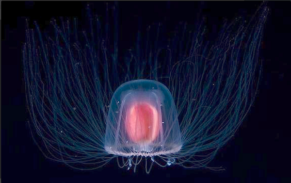 Thay vì chết, những con sứa sẽ biến đổi để trở lại trở về những bước đầu tiên của vòng đời bằng cách thu hẹp cơ thể, rút lại những xúc tu và để cho chính mình để chìm xuống đáy của đại dương. Và thế là những con sứa có thể bắt đầu chu kỳ cuộc sống một lần thậm chí là nhiều lần nữa.