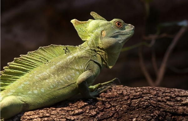 Chúng đập chân trên mặt nước bằng cách di chuyển theo chiều dọc, sau đó đạp chân về phía sau để tạo lực, cuối cùng chúng sẽ rút chân ra khỏi mặt nước và quay trở lại vị trí ban đầu.