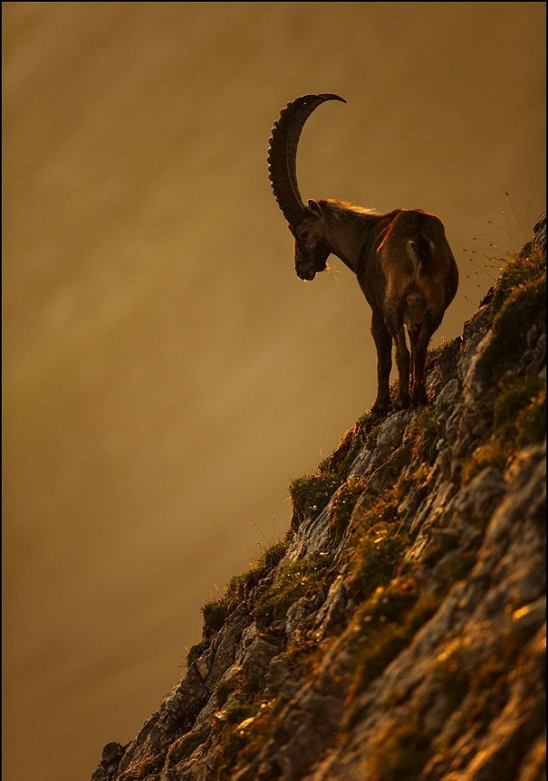 Loài dê này có thể giữ thăng bằng trên một vách núi gần như thẳng đứng và sống ở địa hình rất dốc với độ cao thậm chí lên tới 4.600m mà không sợ bị ngã. Ngoài khả năng đáng kinh ngạc đó, loài dê núi Alpine Ibex còn có thể nhảy xa đến 2 mét, tất cả là bản năng của chúng để bảo vệ mình khỏi các loài thú ăn thịt nguy hiểm.