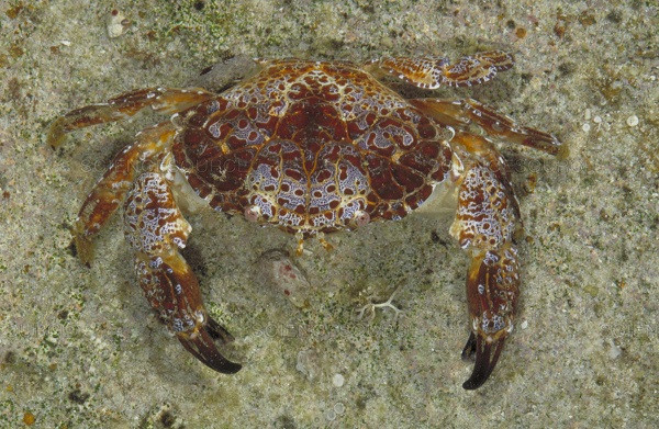 Triệu chứng hay gặp nhất của ngộ độc cua mặt quỷ là các dấu hiệu của hệ thần kinh như tay chân tê cứng, tê lưỡi, buồn nôn. Sau đó liệt cơ hô hấp, gây suy hô hấp và dẫn đến tử vong.