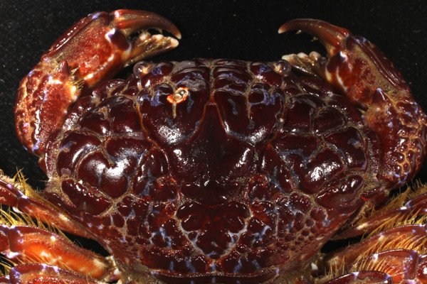 Các chuyên gia khẳng định cua mặt quỷ là loài cua có độc tố cao nhất trong số các loài cua biển. Trong đó, chất độc saxitonindo của chúng hình thành do nguồn thức ăn chính là các loại tảo trong rạn san hô.