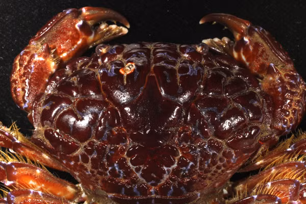 Các chuyên gia khẳng định cua mặt quỷ là loài cua có độc tố cao nhất trong số các loài cua biển. Trong đó, chất độc saxitonindo của chúng hình thành do nguồn thức ăn chính là các loại tảo trong rạn san hô.