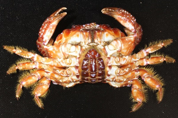 Ngoài ra, trong cơ thể cua mặt quỷ còn có thêm hai chất độc khác là neurotoxin và tetrodotoxin, tương tự như chất độc trong cá nóc. Các độc tố này đều có độc tính mạnh, tác động trực tiếp tới hệ thần kinh, ức chế hô hấp.