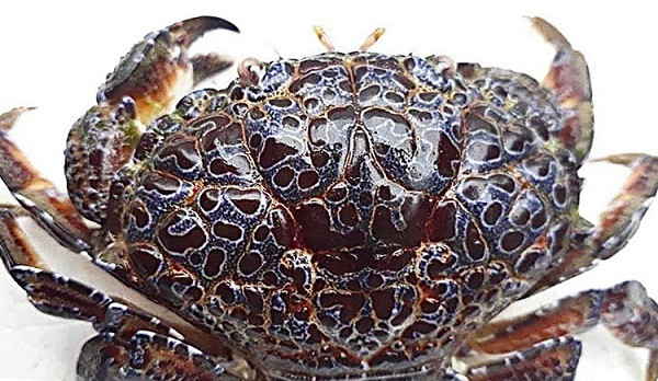 Nhiều vùng biển tại Việt Nam đã ghi nhận các trường hợp tử vong do ăn nhầm cua mặt quỷ. Đáng nói không phải du khách nhầm lần mà chính người dân địa phương thiếu hiểu biết ăn phải loài cua này rồi ngộ độc. Suýt mất mạng vì ăn cua mặt quỷ | VTC Now. Nguồn: Youtube